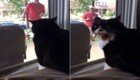 Истеричная реакция кота, увидевшего, как его хозяин привёл домой собаку