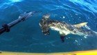 Акула-молот атаковала каяк с рыбаком