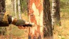 Как срубить дерево ножом