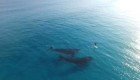 Удивительная встреча китов и человека в бескрайнем океане