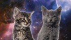 Лучший антидепрессант от Enjoykin! Space Cats - Magic Fly