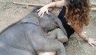 Слоненок засыпает на руках у девушки 
