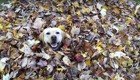 Вот как нужно радоваться осени! Собака ныряет в кучу опавших листьев