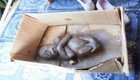 Этот детеныш орангутана умирал в грязной картонной коробке, но врачам удалось совершить чудо!