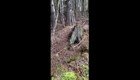 В Новой Шотландии лес дышит полной грудью