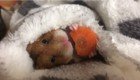 Умилительный японский хомяк, поедающий морковку перед сном, взорвал Интернет