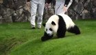 Милый панда в японском зоопарке