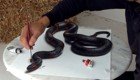Мастер 3D живописи "оживил" змею на листе бумаги