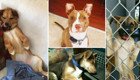 Доброты пост: 42 счастливых пса, которые обрели новый дом в этом году