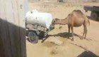 Находчивый верблюд нашёл способ утолить жажду 