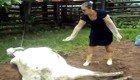 Почему не стоит трогать коров во время родов