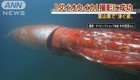 В Японии сняли на камеру редкого гигантского кальмара