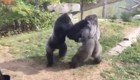  Две гориллы устроили зрелищный бой в стиле UFC
