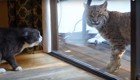 Рысь не понимает, почему домашняя кошка так агрессивна 