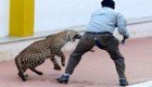 В индийской международной школе леопард напал на людей