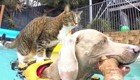 Что этот кот себе позволяет! Четырехлапый находчивый серфер покоряет бассейн на собаке