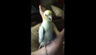 Если попугай долго живёт с владельцем iPhone, он неизбежно выучит его стандартную мелодию