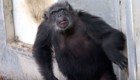 О таком существовании даже подумать страшно! Лабораторные шимпанзе впервые видят небо