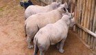 Осиротевшие детеныши носорога плачут и требуют молока