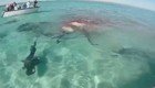 Австралийские акулы едят кита