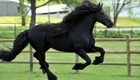 Самый красивый в мире конь