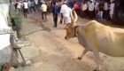 Бегущий по улице бык перепрыгнул через голову мужчины