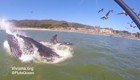 Горбатый кит выпрыгнул из воды в сантиметрах от девушки, катающейся на доске