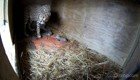 Самка гепарда воспитывает пятерых детенышей в зоопарке Метро Ричмонд в Вирджинии. Как они появились на свет? Посмотрите здесь!