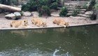 Львы охотятся на цаплю в амстердамском зоопарке