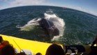 Гигантский кит проплыл прямо под лодкой