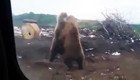 Голодные медведи у дороги на севере Сахалина