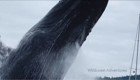 Горбатый кит выпрыгивает из воды на расстоянии вытянутой руки от камеры