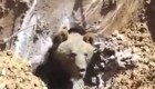 Спасение медведя отбойным молотком