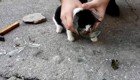 Спасение котенка, застрявшего в стеклянной банке