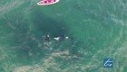 Новозеландский смельчак поплавал рядом с любопытной косаткой