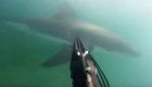  Дайвер отбился от акулы ружьём во время подводной охоты