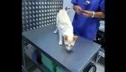 Ветеринар показал как "отключить" кота канцелярским зажимом