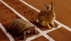 Кто быстрее — кролик или черепаха?
