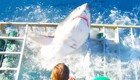   В Мексике гигантская белая акула прорвалась в клетку с дайвером
