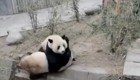 Кунг-фу панды подрались в китайском питомнике 