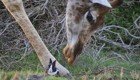 Посетители сафари-парка засняли трогательную дружбу кролика и жирафа