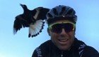 Агрессивная сорока напала на велосипедиста в Австралии
