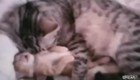 Любящая мама-кошка защитила котенка от кошмара 