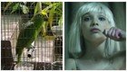 Попугай проникновенно исполнил хит певицы Sia и стал звездой