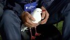 Австралийские вратарь спас раненую чайку