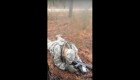 Солдат спит - служба идёт: юный солдат уснул в лесу во время курса боевой подготовки 