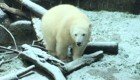 Годовалая медведица Нора радуется первому снегу в своей жизни