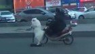 Собака на самокате сопровождает своего хозяина на мопеде