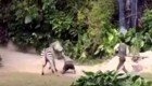 Агрессивная зебра напала на сотрудника китайского сафари-парка и потащила его в кусты