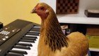 Курица "научилась" играть на синтезаторе